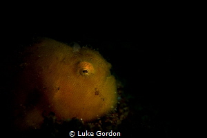 Spotlight Froggie by Luke Gordon 